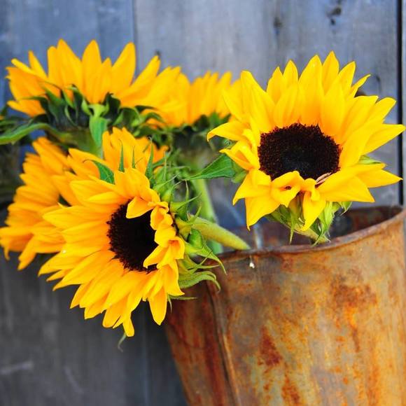 Meet your Posher, Karen - Picture 1 of 1